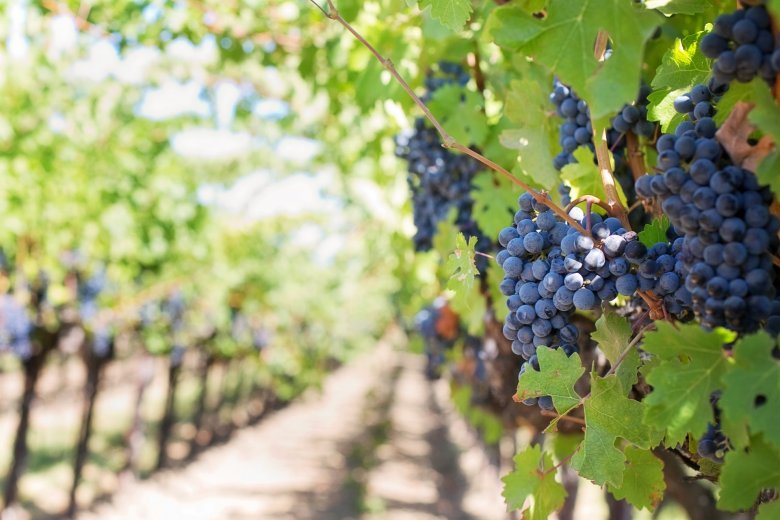 Les Secrets des Vendanges : Comment sont récoltés les Grands Crus ?